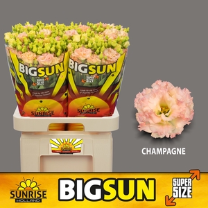 Eust Alissa Champagne Big Sun