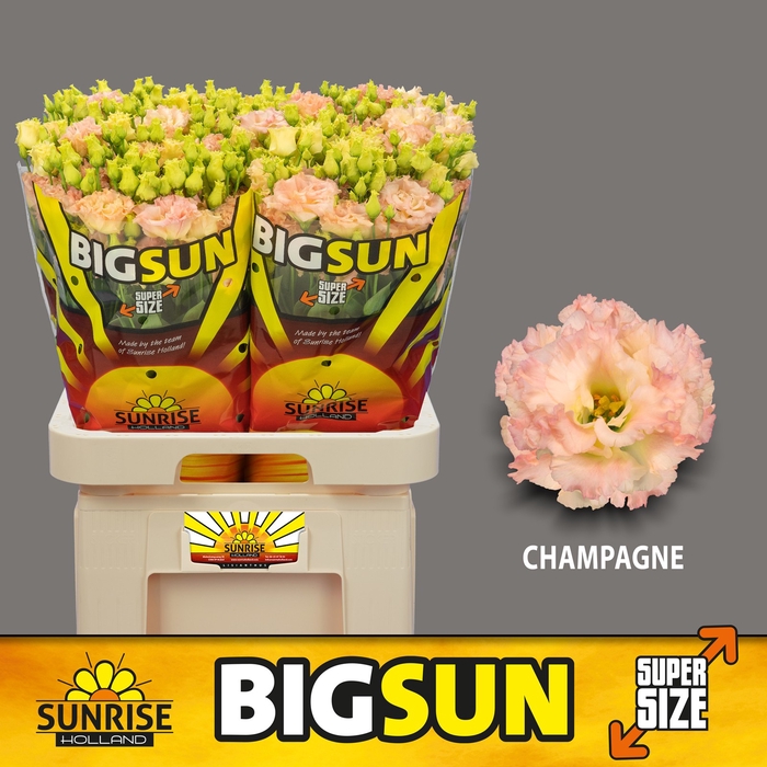 <h4>Eust Alissa Champagne Big Sun</h4>