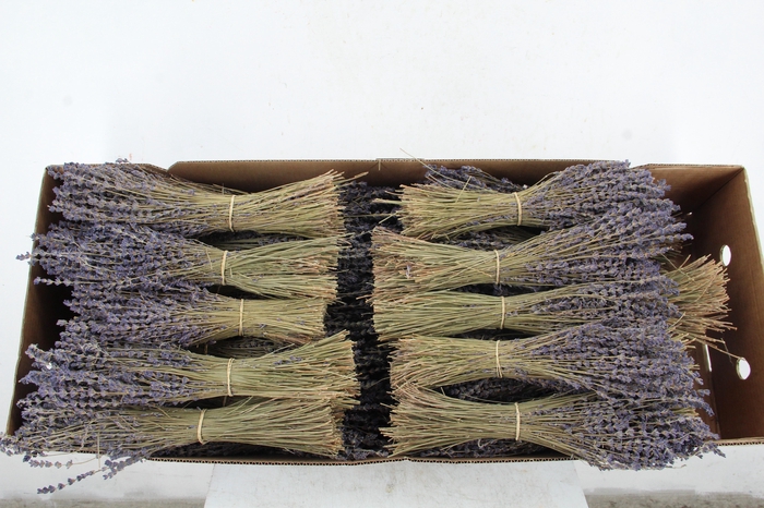 <h4>DF LAVENDER BS 80GR</h4>