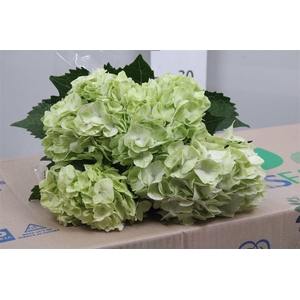 Hydr Premium Light Green