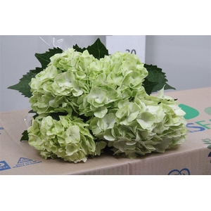 Hydr Premium Light Green