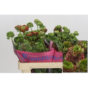 Ranunculus Crown Bastille