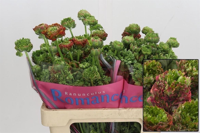 <h4>Ranunculus Crown Bastille</h4>