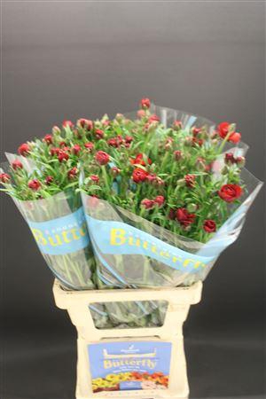 <h4>Ran Butterfly Hades 70cm</h4>