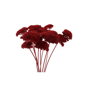 Dried Achillea Red X5 Bunch