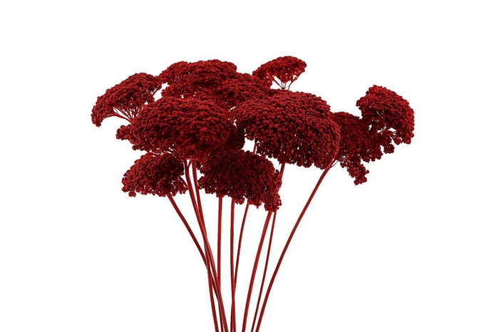 <h4>Dried Achillea Red X5 Bunch</h4>