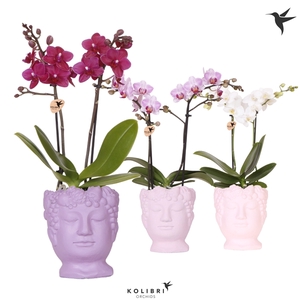 Kolibri Orchids Phalaenopsis mix 2 spike in Fruity Head pink mix