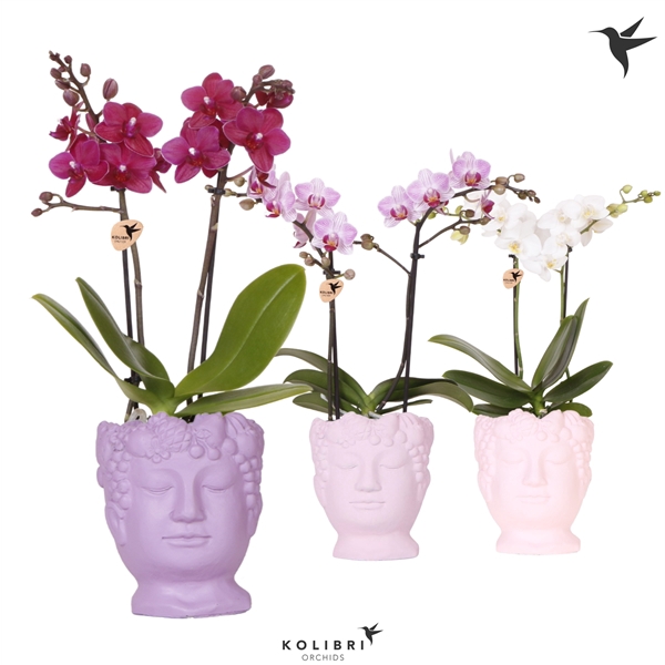 <h4>Kolibri Orchids Phalaenopsis mix 2 spike in Fruity Head pink mix</h4>