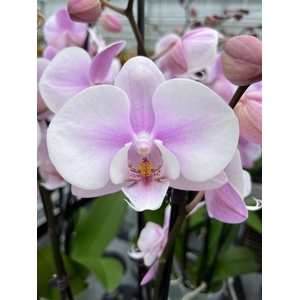 Phalaenopsis   ...