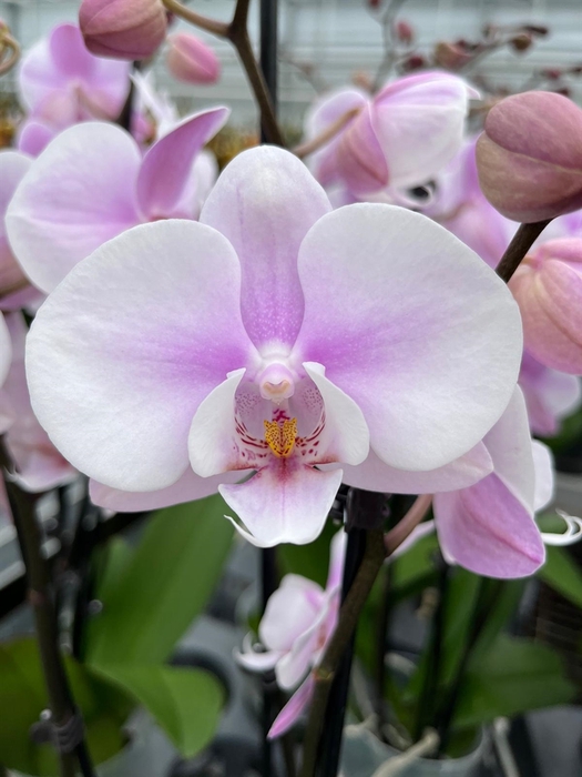 Phalaenopsis   ...