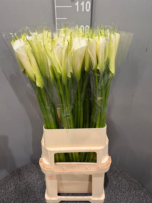 <h4>Zantedeschia White</h4>