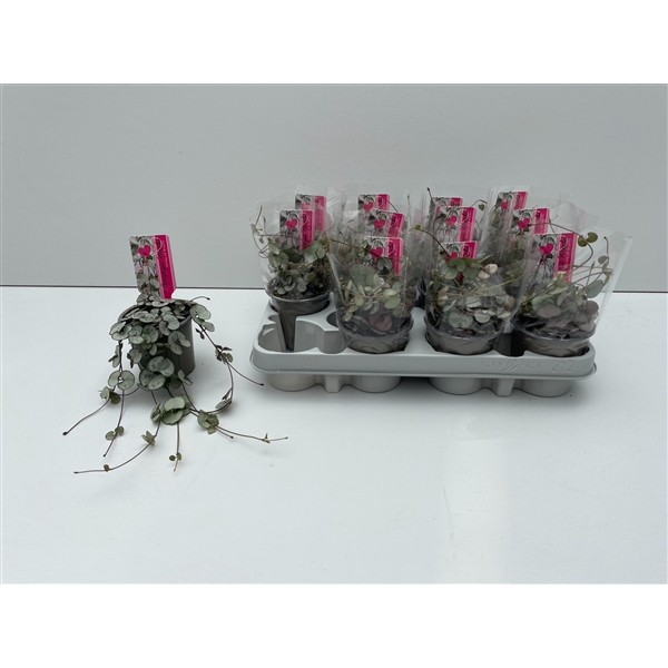 <h4>Ceropegia Woodii Silver Glory</h4>