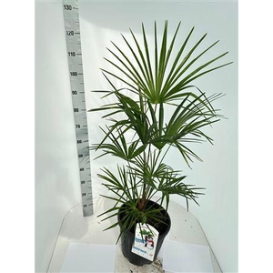 Trachycarpus Fortunei Nl Paspoort 120+
