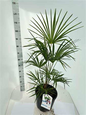 <h4>Trachycarpus Fortunei Nl Paspoort 120+</h4>