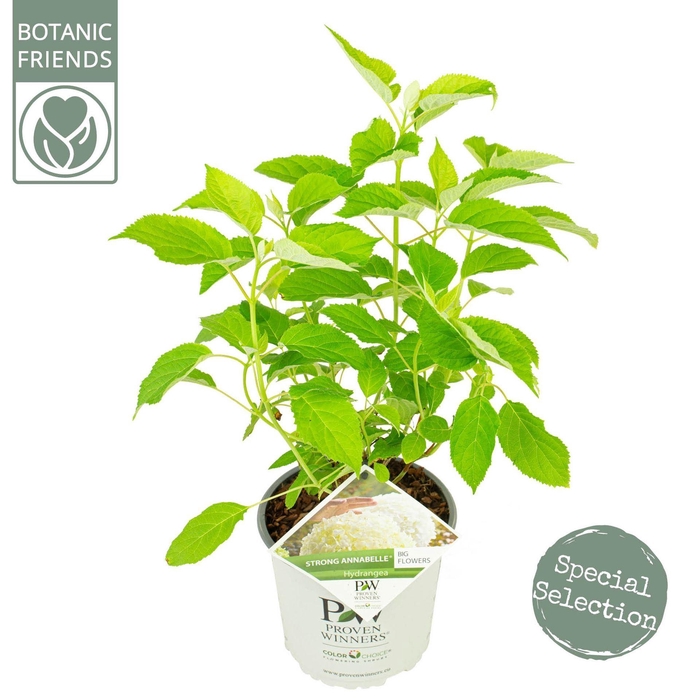 <h4>Hydrangea arborescens Incrediball</h4>