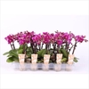 PHAL MINI
