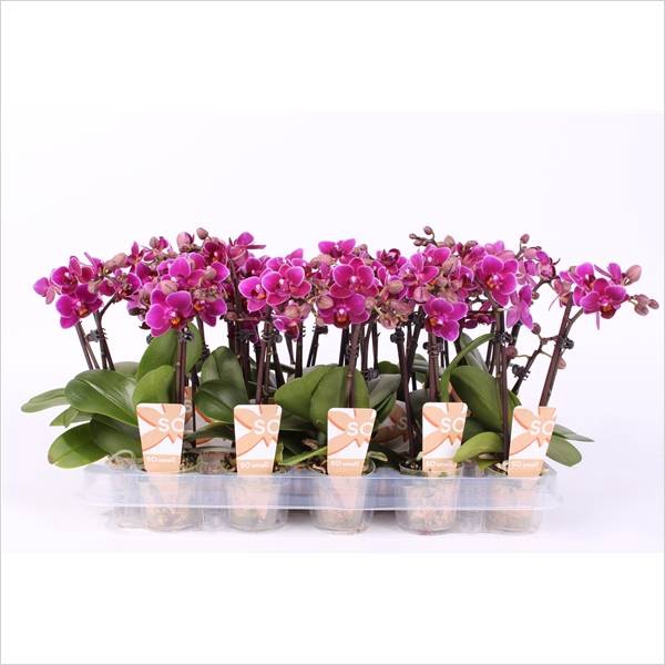PHAL MINI