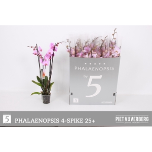 PHAL OV ROZE