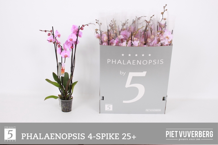 <h4>PHAL OV ROZE</h4>
