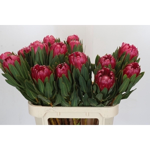 Protea Brenda