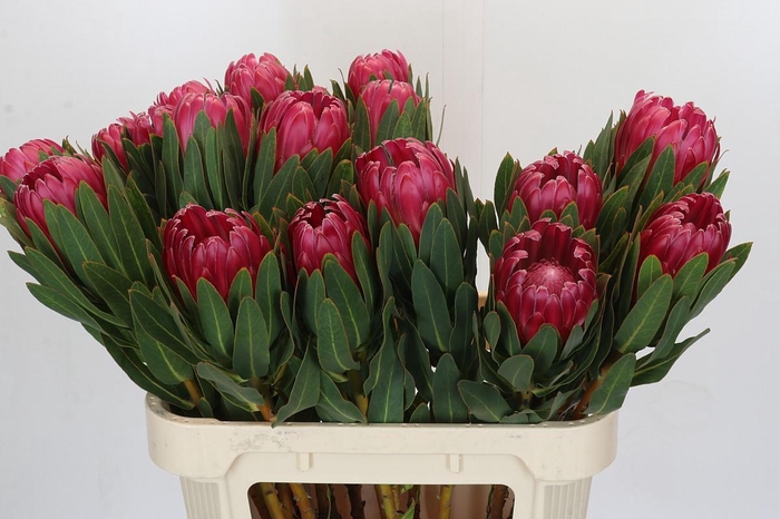 <h4>Protea Brenda</h4>