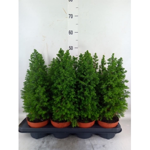 Chamaecyparis thyo. 'Top Point'