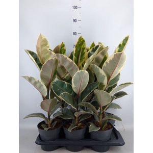 Ficus elastica 'Tineke'
