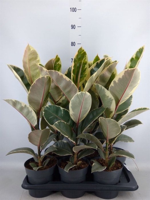 <h4>Ficus elastica 'Tineke'</h4>