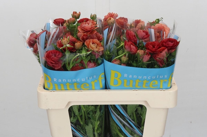 Ranunculus Butterfly Musa