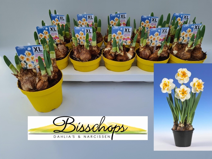 <h4>NARC D PEACH SWIRL</h4>