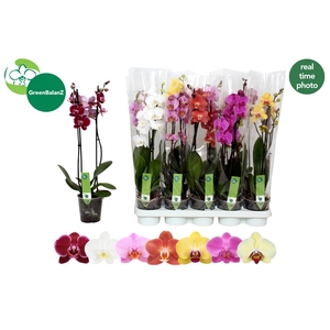 PHAL GEM 7 KL
