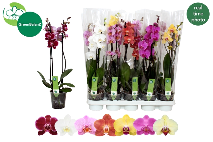 <h4>PHAL GEM 7 KL</h4>