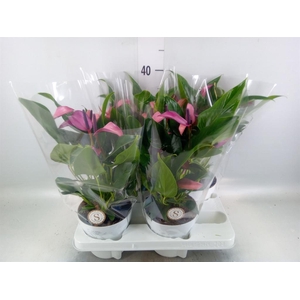 Anthurium  'Zizou'