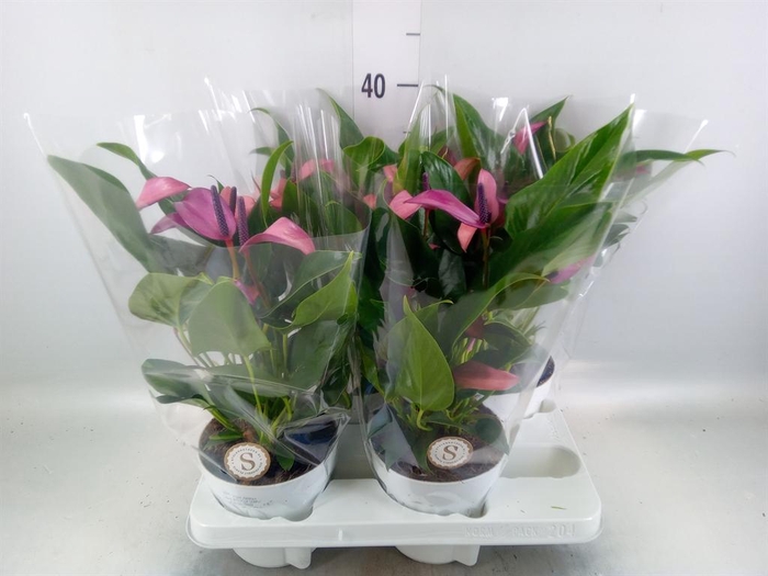 <h4>Anthurium 'Zizou'</h4>