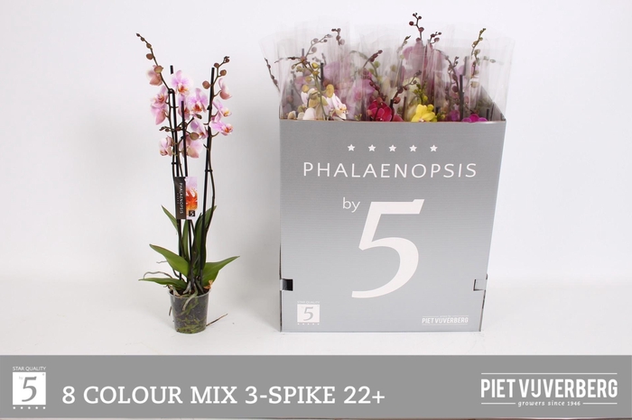 <h4>PHAL GEM 8 KL</h4>