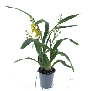 Oncidium   ...
