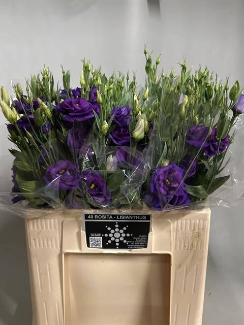 <h4>EUS G ROSI BLUE</h4>