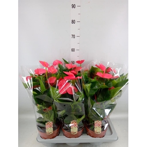 Anthurium andr. 'Melito'