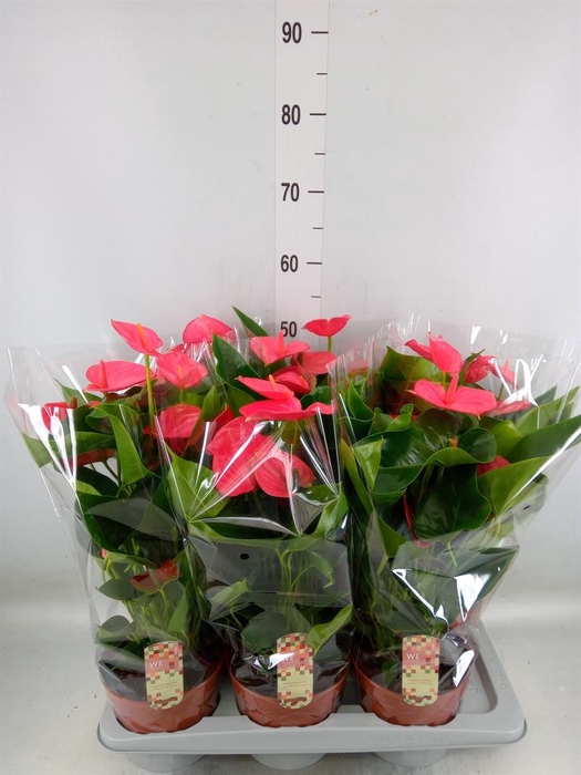 <h4>Anthurium andr. 'Melito'</h4>