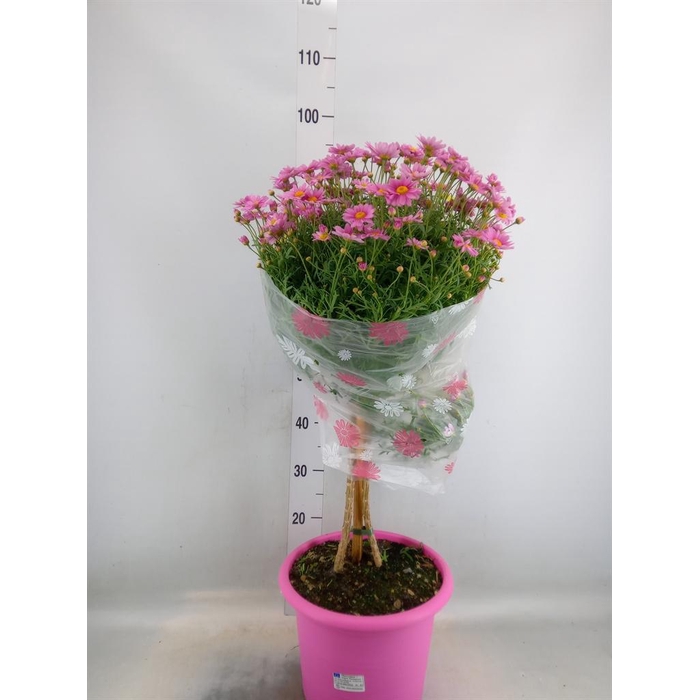 <h4>Argyranthemum   ...</h4>