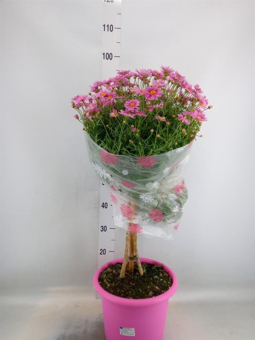 <h4>Argyranthemum   ...</h4>