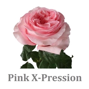 R Gr Pink X-pression Ec