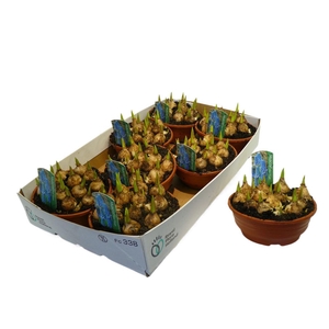 Muscari Blue Magic in  Schaaltje