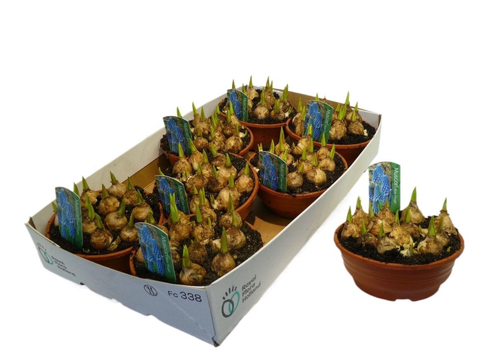 <h4>Muscari Blue Magic in  Schaaltje</h4>