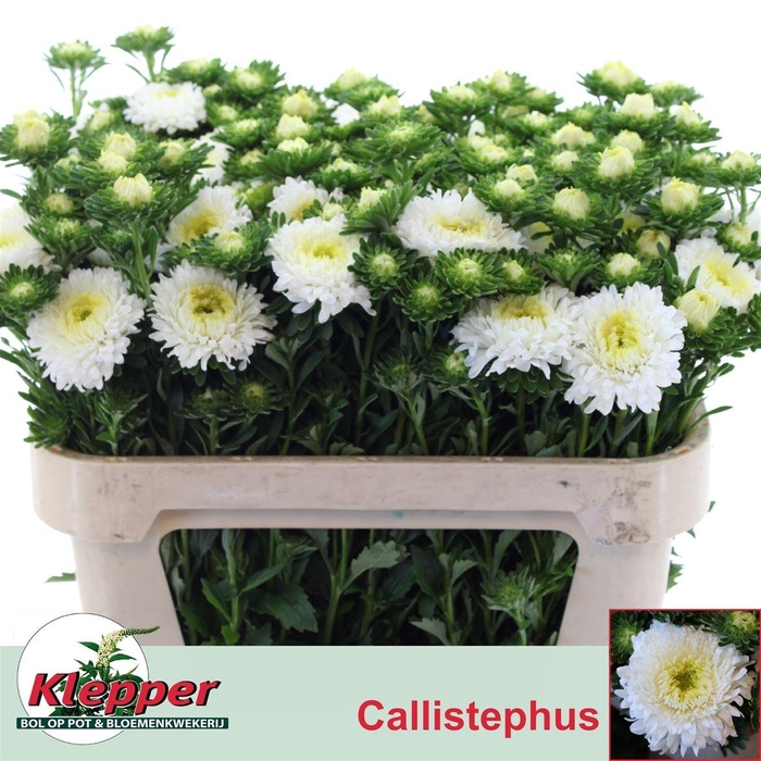 <h4>Callis Azumi Xl Whit</h4>