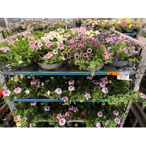PERKPL GEM IN POT