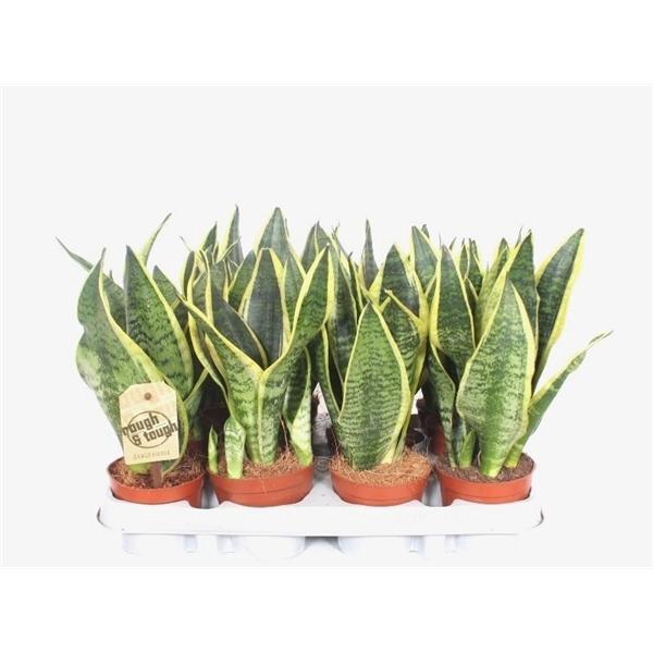 <h4>Sansevieria trifasciata 'Futura Superba'</h4>