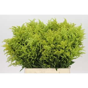 Solidago Tara Gold