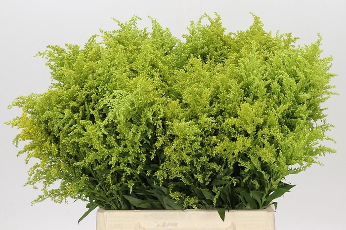 <h4>Solidago Tara Gold</h4>