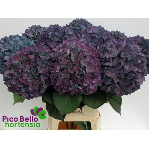 Hydrangea pimpernel classic aubergine